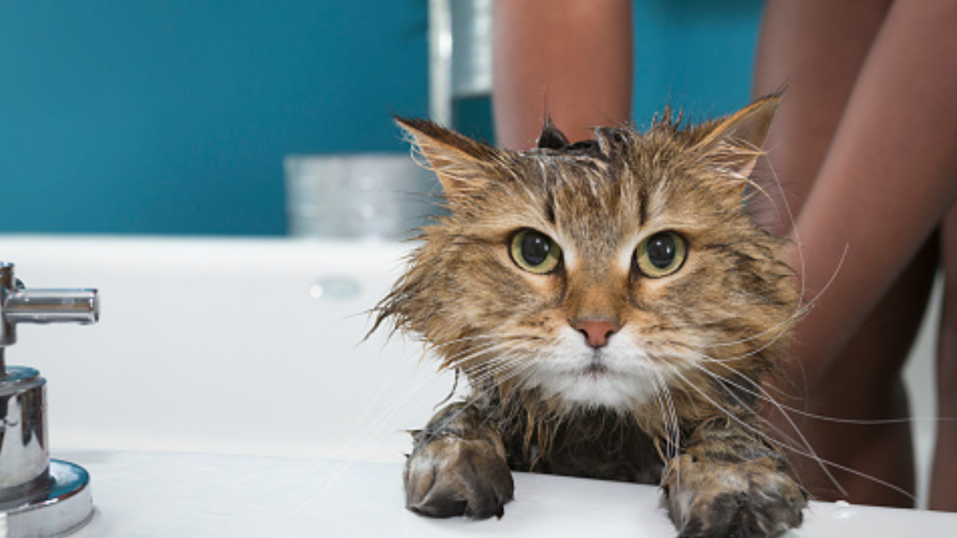How to SAFELY Bathe Your Cat